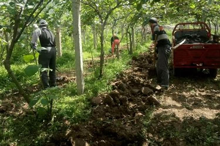 猕猴桃施基肥方法