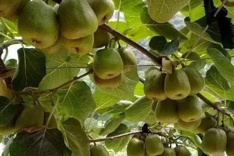 猕猴桃膨大期,施什么肥？