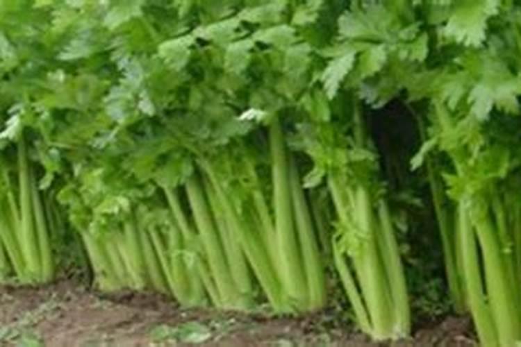 喷什么叶面肥芹菜长得快 喷施方法有哪些