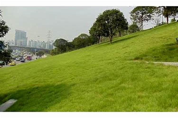 草坪施尿素肥的方法