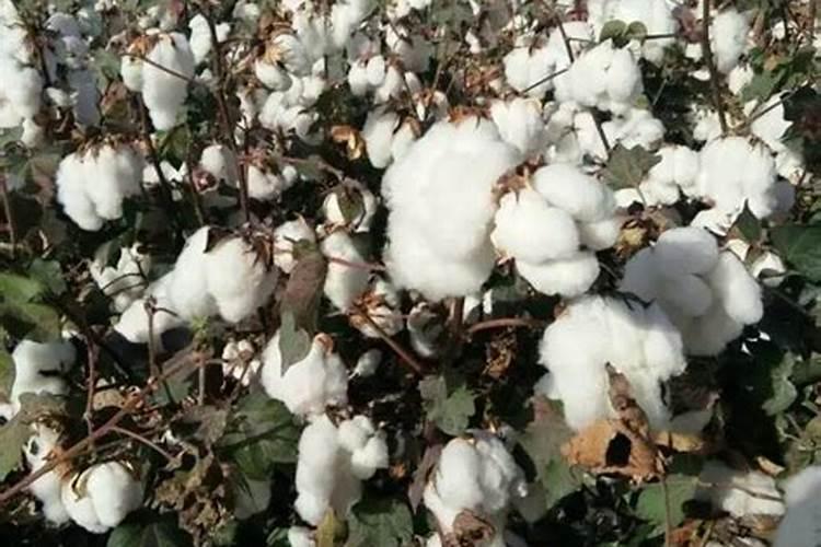 棉花怎么施生物有机肥〉？