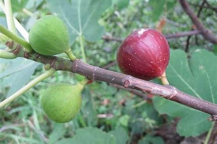 无花果结果期间施什么肥