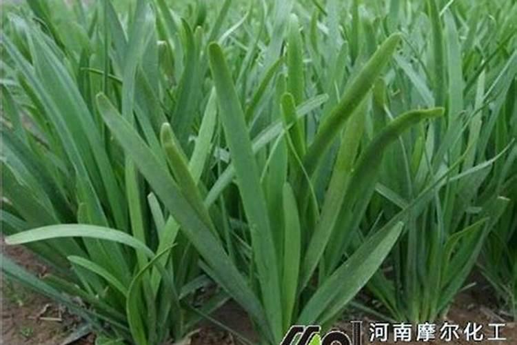 种韭菜用什么肥料最好