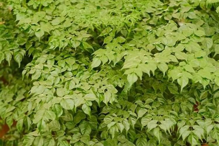 兰花浇什么肥料合适