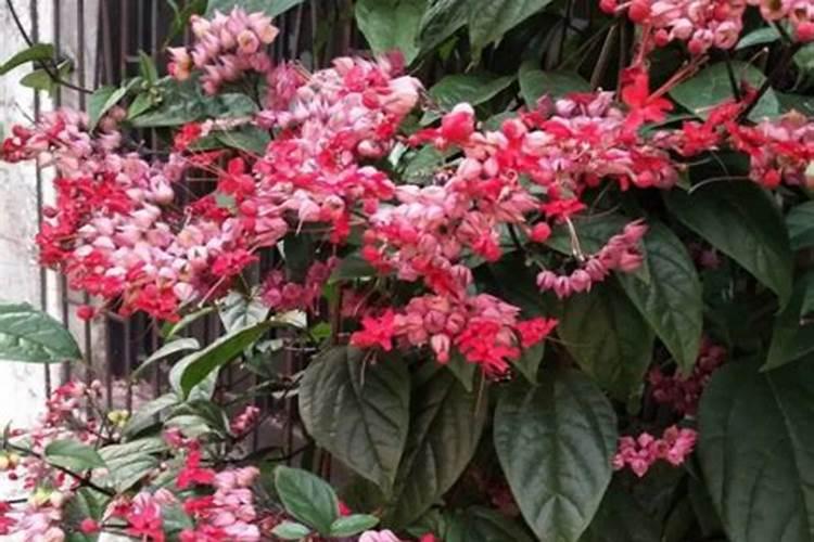 龙吐珠花谢后施什么肥 施肥的正确方法