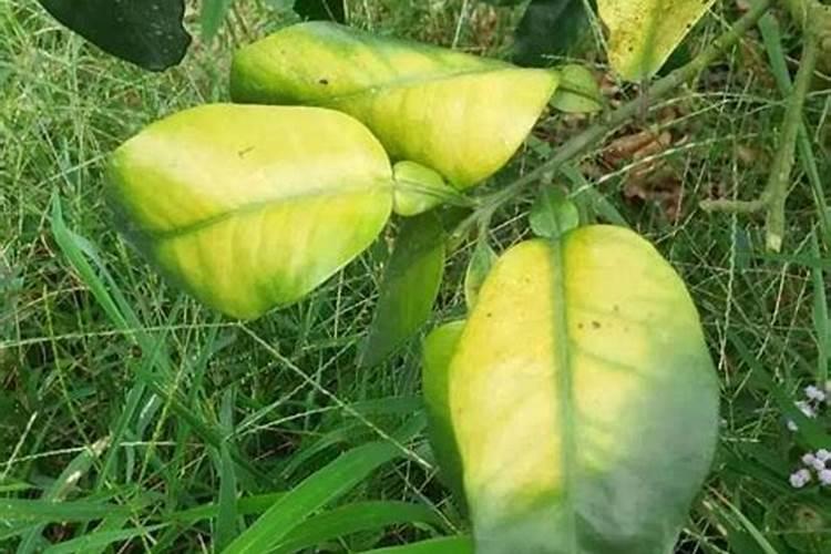 黑骨茶叶子全部干枯还能活吗