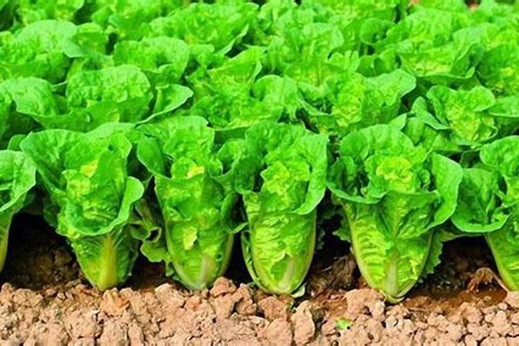 大姜冲施肥用哪些？