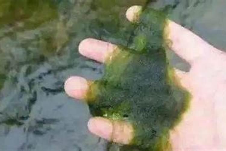 虾塘怎样用磷肥肥水