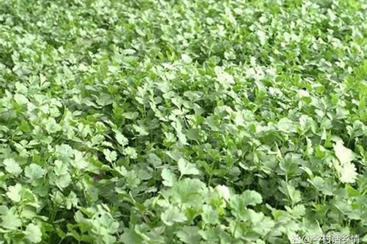香菜用什么土方法施肥最好