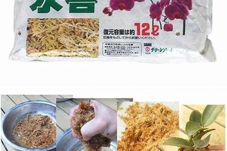 蝴蝶兰施什么肥最好