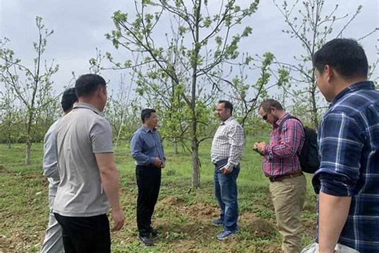 果树专用肥有哪几种