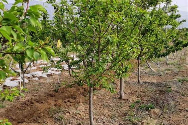 果树专用肥有什么推荐？