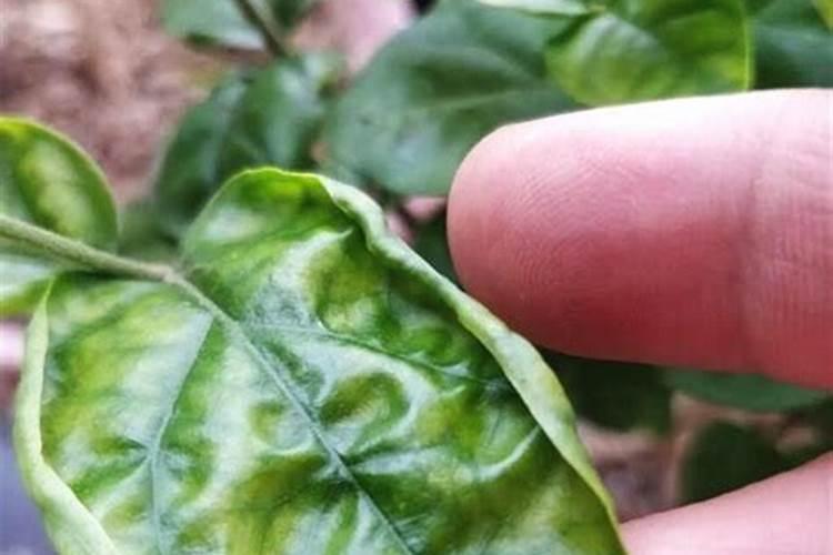 怎样解硼肥药害