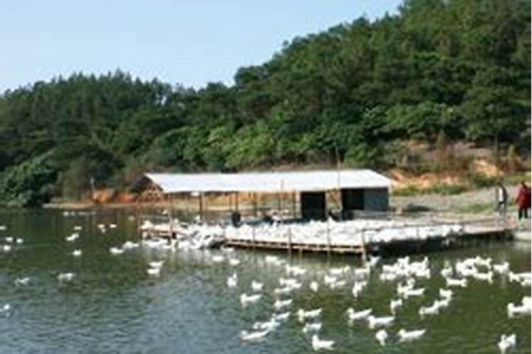 水产腐植酸钠的用途 黄腐酸和腐殖酸的区别