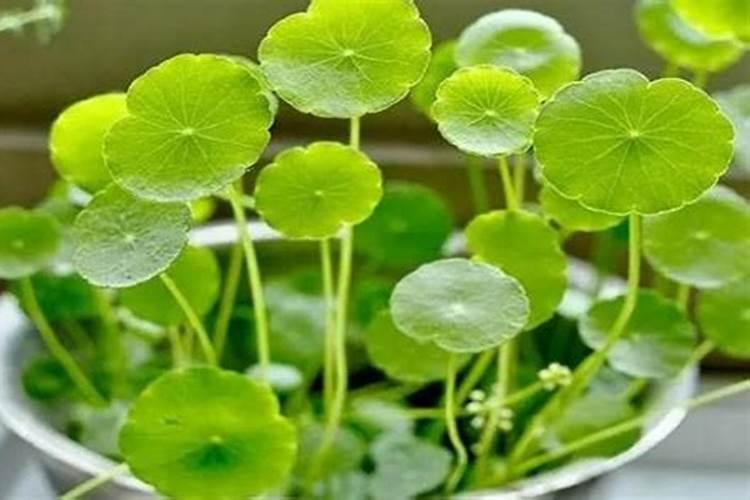 一般给草莓施什么肥最好