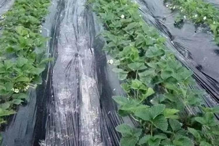 很长一段时了,绣球花叶片枯黄了,有新芽但冒不出来,怎么办？好心人快帮...