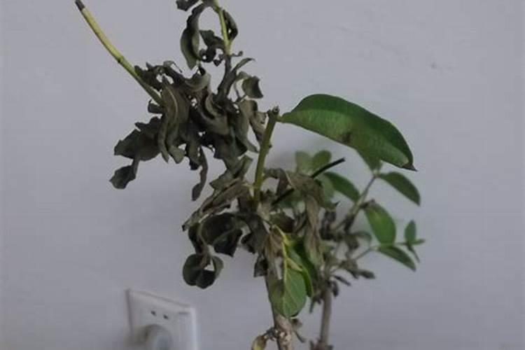 金钱树枝条倒伏下垂是什么原因