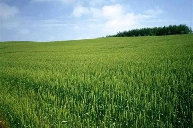 磷钾肥和磷酸二氢钾有什么区别