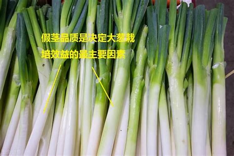 大葱什么时候追肥合适