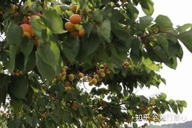 硫酸钾型复合肥给杏树施肥离多远？