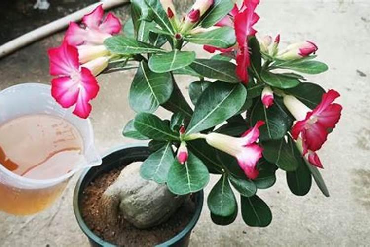 沙漠玫瑰展叶该如何施肥呢