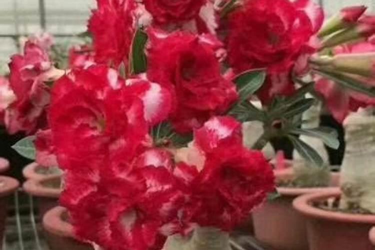 春季沙漠玫瑰如何追肥