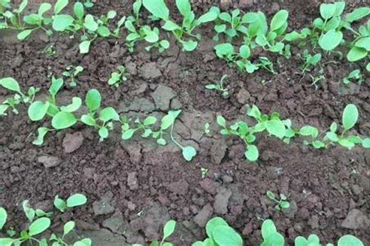 越冷越好吃的阳台叶菜:快菜,不到一个月就能吃,这些种植技巧让你轻松实...