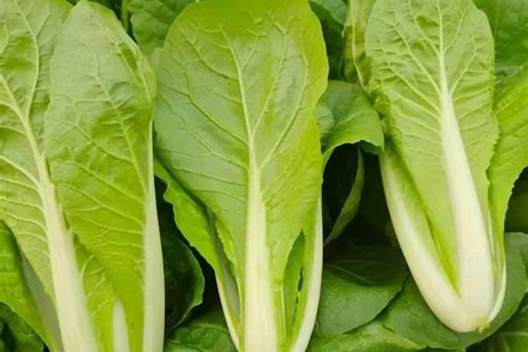 快菜的种植方法和时间