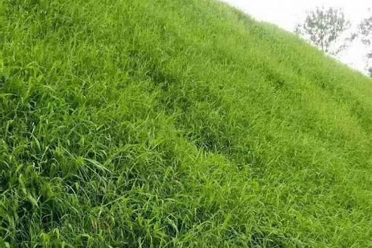 花菜刚接花果时还要施肥吗