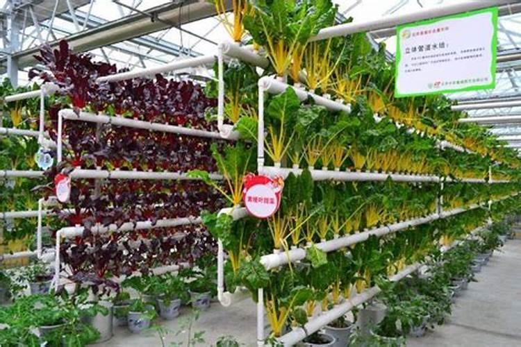 无土绿萝的栽培方法 要用什么肥