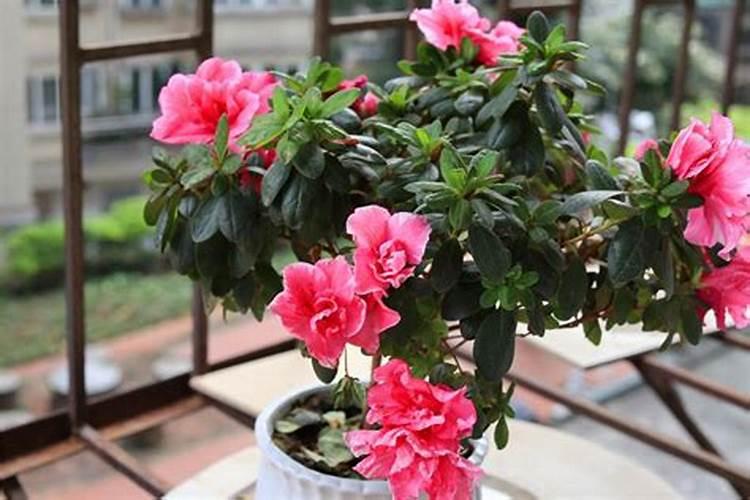 西洋鹃开花前后怎么办