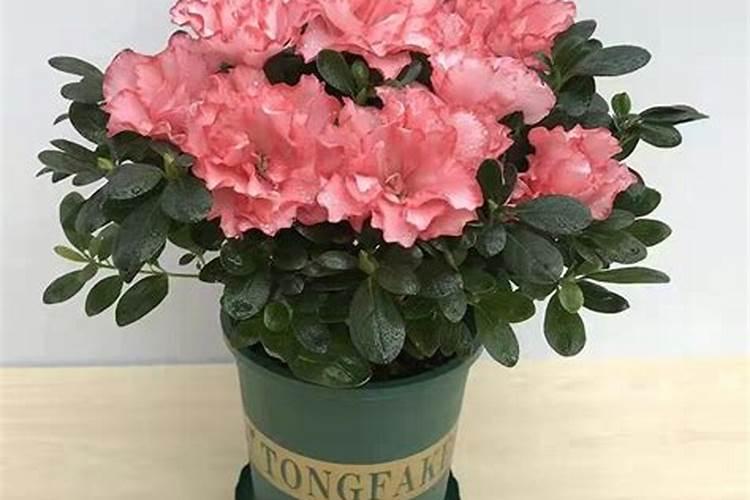 西洋杜鹃什么时候开花