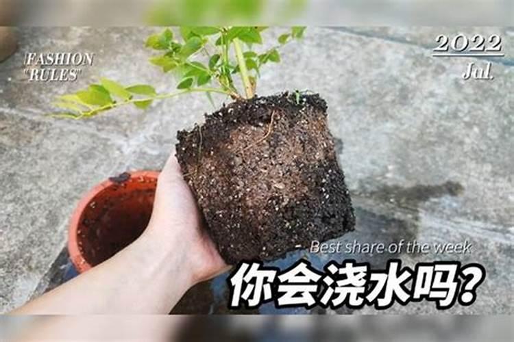 葡萄施了高钾肥遇中雨还用浇水吗？