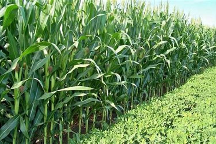 玉米地三次追肥一般追多少尿素比较合理