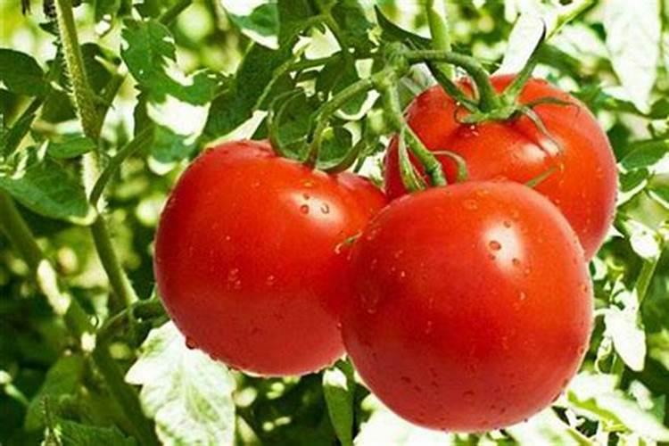 西红柿施什么肥果实膨大快？