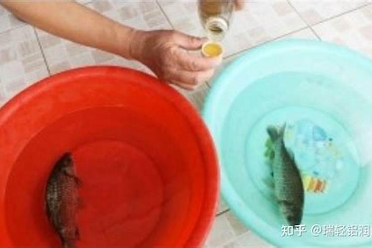 给云竹的叶片喷水,为什么叶尖黄了呢？怎么样养好矮生云竹？