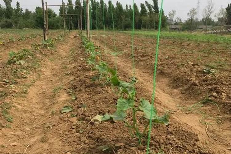 亚磷酸钾控旺用多少