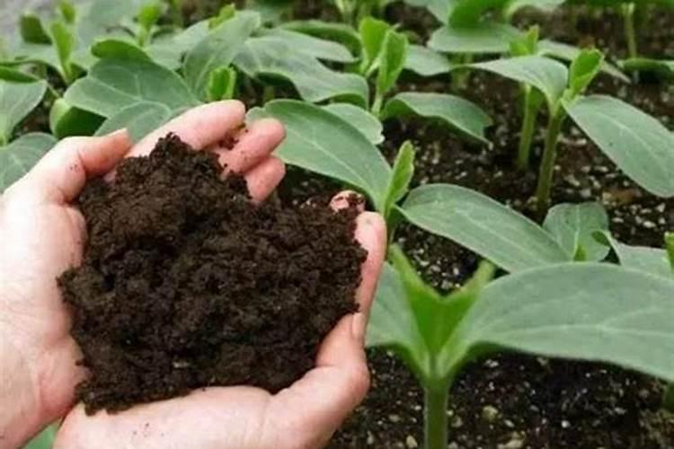 雏鸟排便为什么是白色囊,和它的生理结构有什么关系？