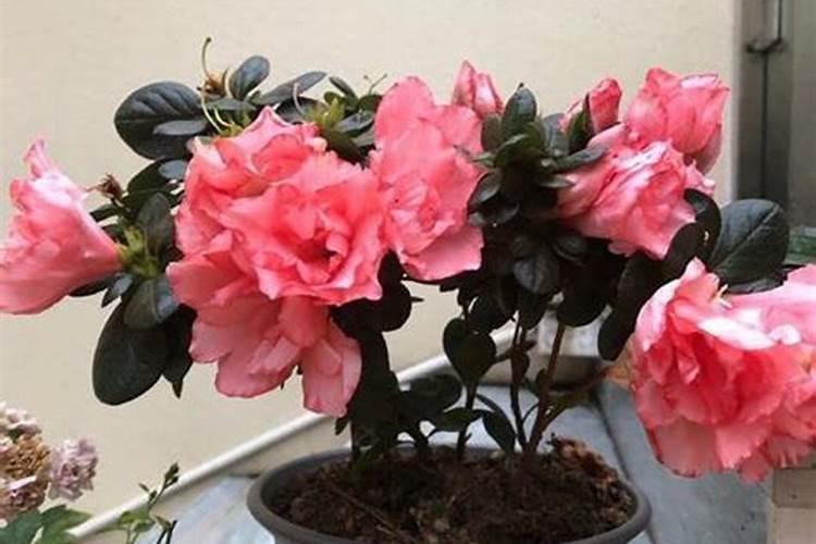 复合肥十大名牌排行榜