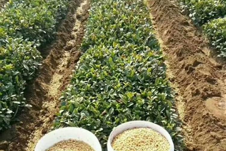 江苏农药杀虫剂品牌 江苏农药杀虫剂厂家 江苏有哪些农药杀虫剂品牌【品...