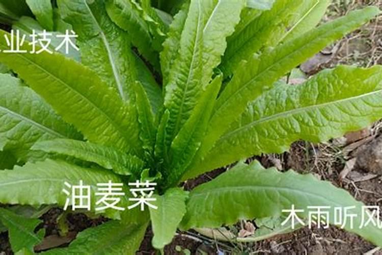 植物叶蛋白植物叶蛋白的应用现状