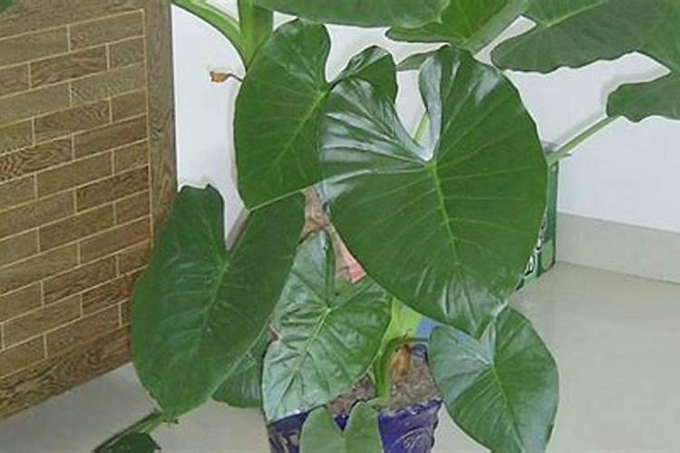 植物叶蛋白的植物叶蛋白的应用现状