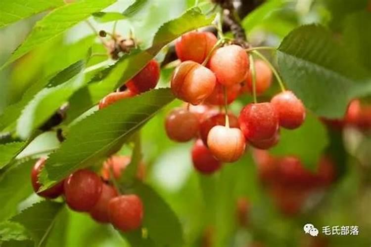 叶面肥怎样用好？