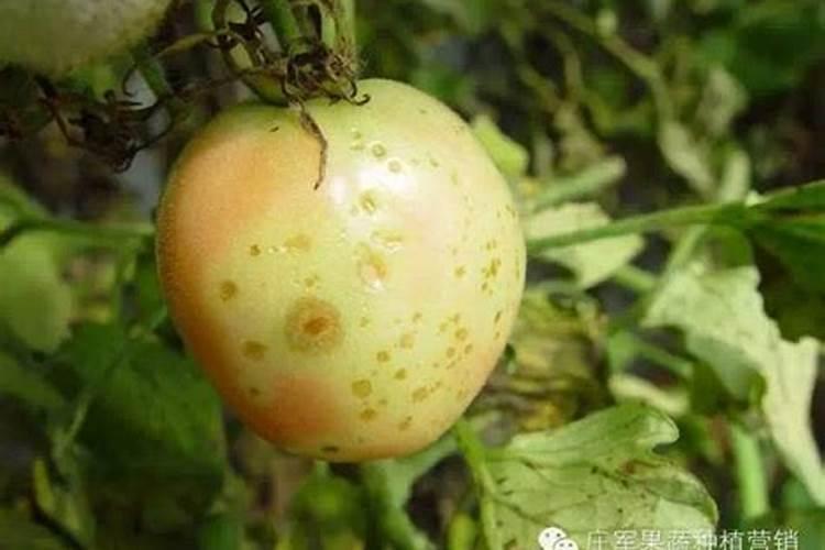 如何使用微量元素及钙肥促进保果？