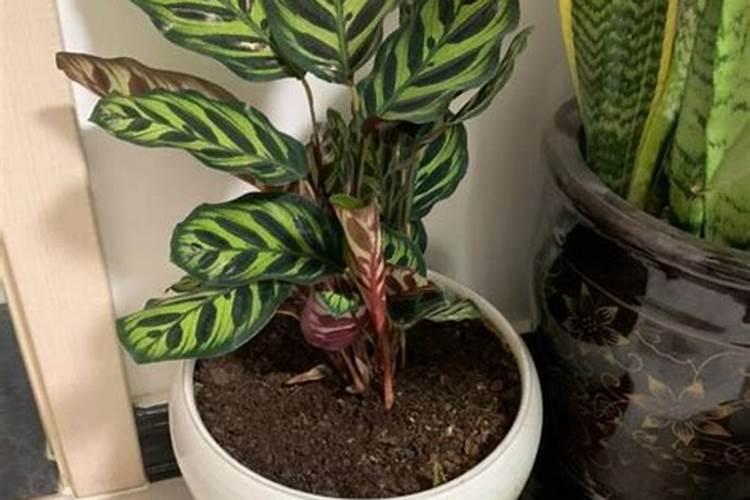 钾肥是什么肥料 植物缺少钾肥会怎么样