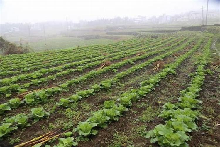 催花用什么肥料好