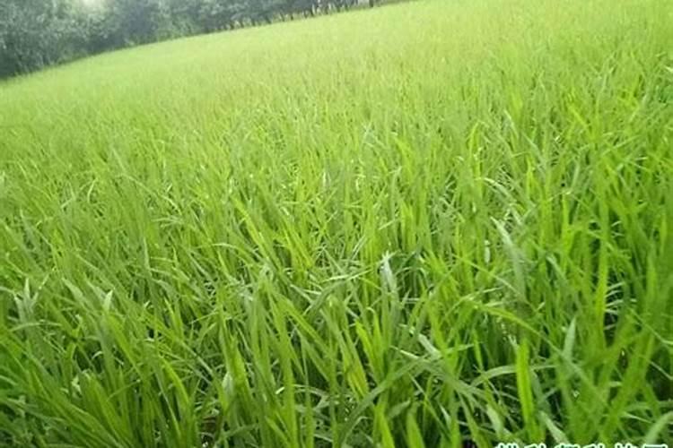 哪些植物可以用来榨糖