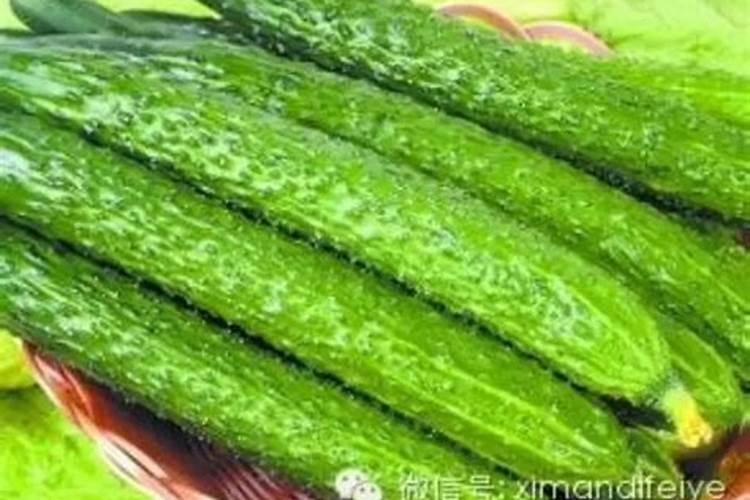 黄瓜生理病害的原因有哪些