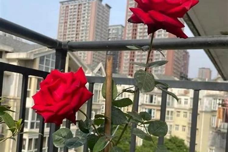 施什么肥能促进开花