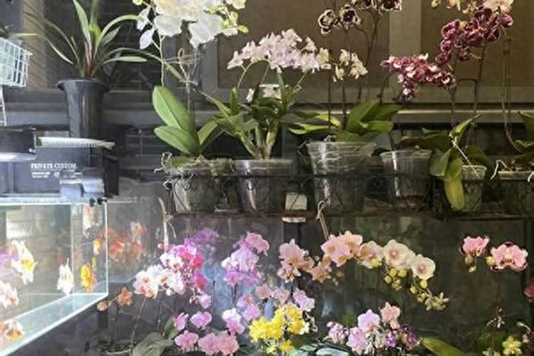 蝴蝶兰长花剑怎么施肥